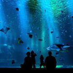 Aquarium - silhouette of people looking at auqrium