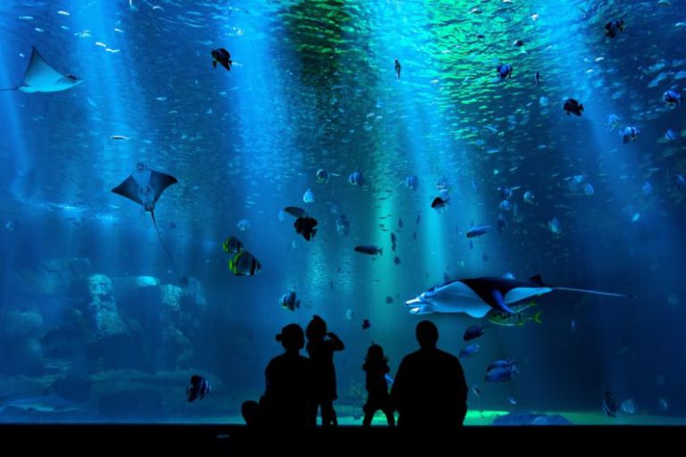 Aquarium - silhouette of people looking at auqrium