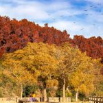 Collserola - people walking on park surrounded by trees during daytime