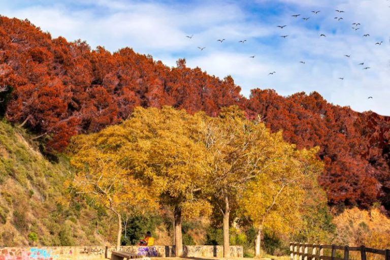 Collserola - people walking on park surrounded by trees during daytime